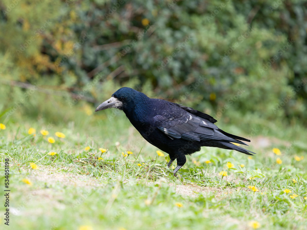 Fototapeta premium Rook, Corvus frugilegus
