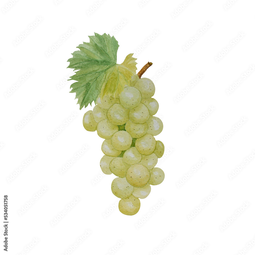 Obraz premium Watercolor illustration of white fresh grapes and grape leaves for food designe