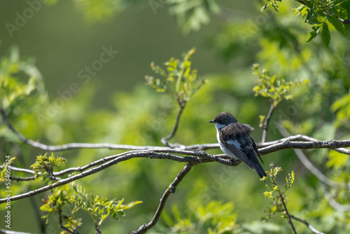 Pied flycatcher (Ficedula hypoleuca) photo