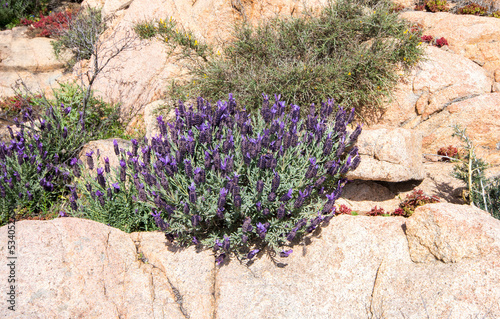 Lavanda selvatica, lavandula stoechas