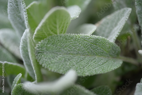 green leaves of stachys byzantine. grass lambs, unusual perennial, unpretentious, popular plant, fluffy silver leaves close-up, background texture living green silver stachys byzantina herb lambs  photo