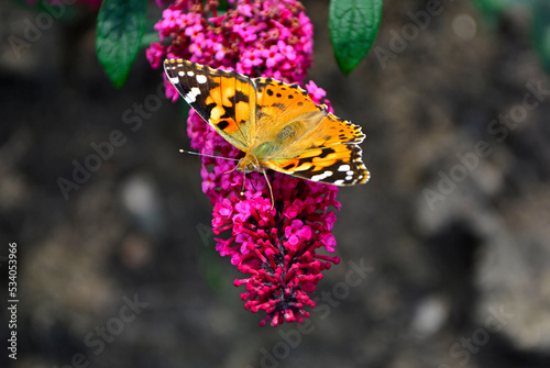 Kolorowy motyl na kwiatach budlei (Rusałka osetnik, Vanessa cardui), Rusałka osetnik na budleii Dawida (Buddleja Davidii) photo
