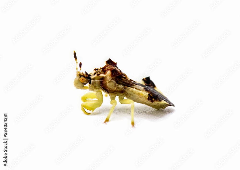 Wall Mural Jagged Ambush Bug - Phymata fasciata - Predatory on other insects