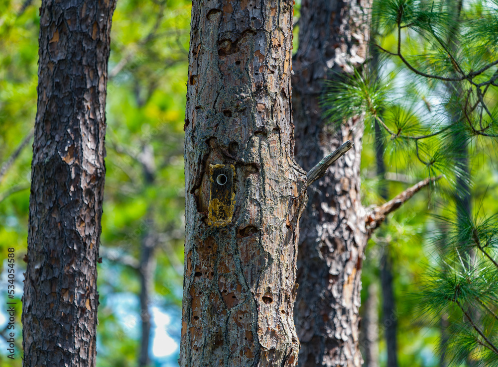 Long leaf pine tree - Pinus palustris with red cockaded woodpecker - Leuconotopicus borealis - man made cavity in central Florida. Sticky white resin from holes. Goethe State forest.