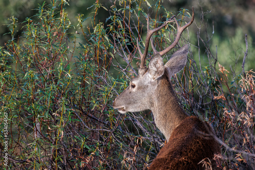 Deer in the Monfrague National Park. Extremadura. Spain. photo