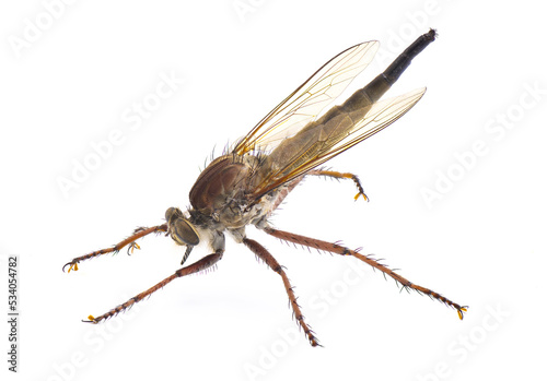 Robber fly Isolated on white background.  Proctacanthus longus a species in Florida.  Extremely detailed macro closeup showing hairs and bristles on legs and face photo