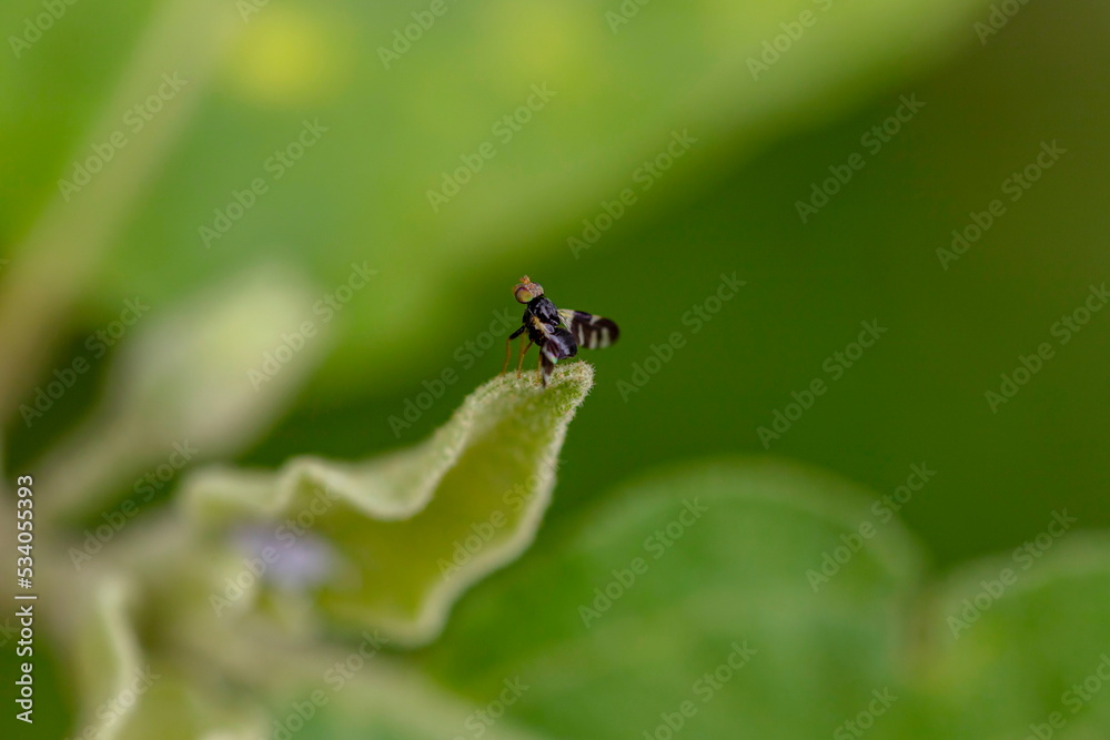 Close-up photo of a small insect In the backyard in Bangkok Thailand, perched on a leaf, selective focus. green blur background. Position it in the center of the image to crop it to compose the shot. Close-up photo of a small insect In the backyard in Bangkok Thailand, perched on a leaf, selective focus. green blur background. Position it in the center of the image to crop it to compose the shot.
