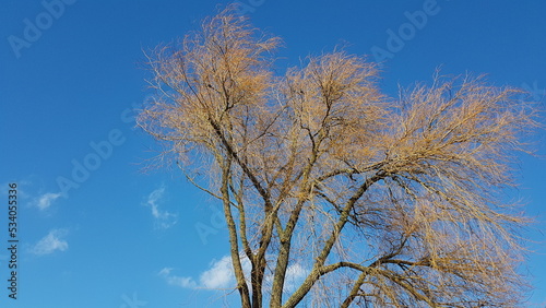 Blauwe lucht boven boom photo