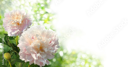 Fototapeta Naklejka Na Ścianę i Meble -  A bouquet of two large light pink peonies and bud isolated on a blurred garden background