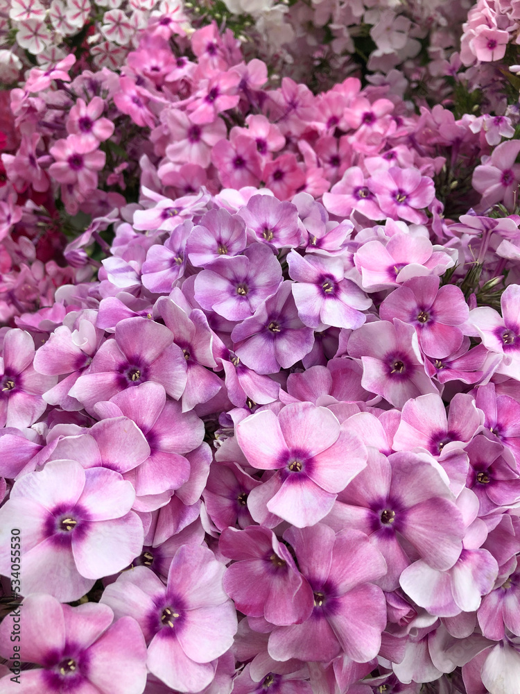 Closeup a solid carpet of pink phlox flowers Closeup a solid carpet of pink phlox flowers