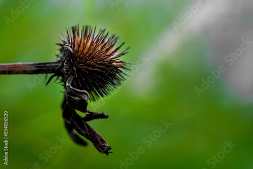 Dry flower