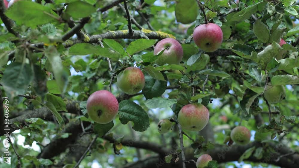 Apples on the tree, ripe autumn apples on the tree. Growing apples for pressing apple juice. Apples on the tree, ripe autumn apples on the tree. Growing apples for pressing apple juice.