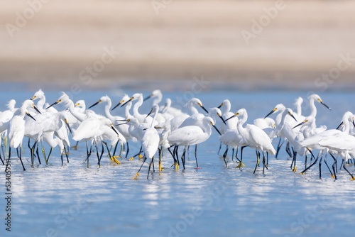 flock of snow egrets - Egretta thula - wading in shallow blue water. Photo from Santuario de fauna y flora los flamencos in Colombia.