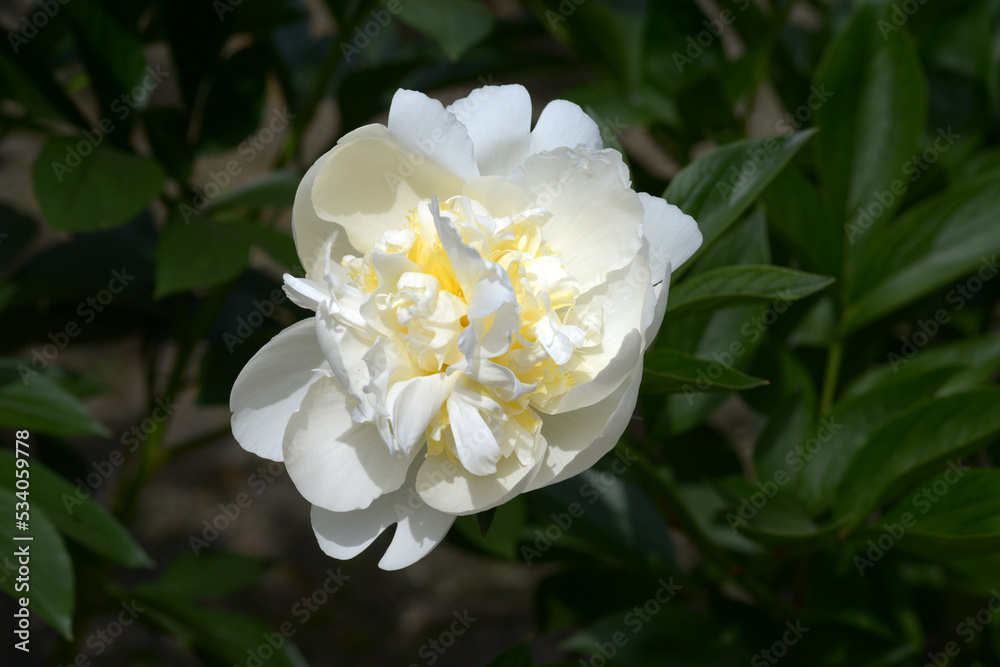 白雪姫 シャクヤクの花 白雪姫 シャクヤクの花
