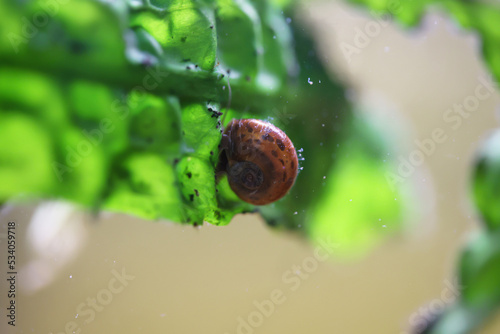 Eine Posthornschnecke auf dem Blatt einer Wasserpflanze im Aquarium. photo