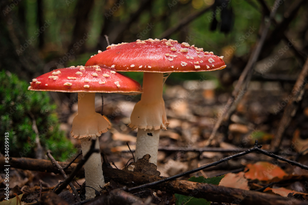 fly mushroom fly mushroom