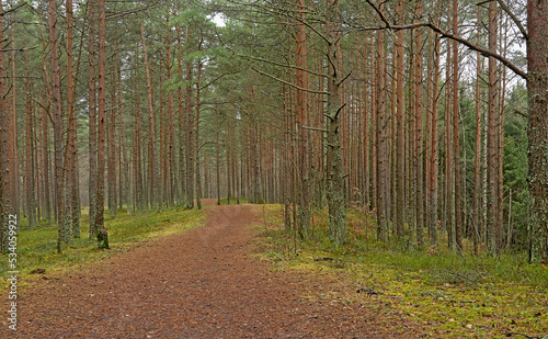 Hiking trail along pine trees in Pirita forest, Tallinn, Estonia 