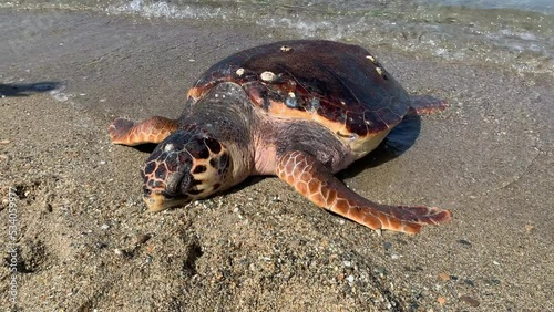 Turtle on the seashore