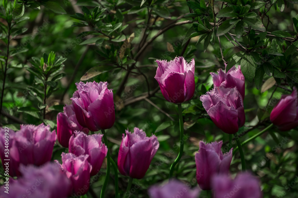 raspberry tulips bloom outdoors and sunlit petals, spring flowers in nature raspberry tulips bloom outdoors and sunlit petals, spring flowers in nature