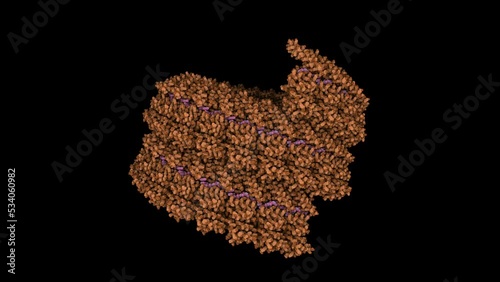 Ebola virus nucleoprotein-RNA complex. The Ebola nucleoprotein wraps around the RNA, creating a helical complex.
 photo