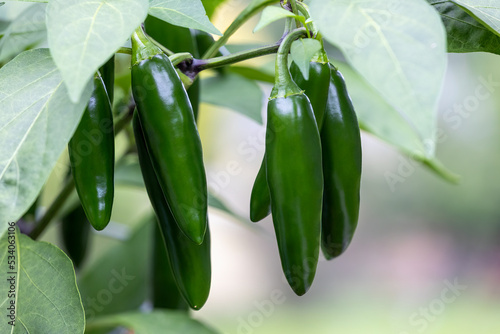 Green Jalapeno peppers growing on a plant.