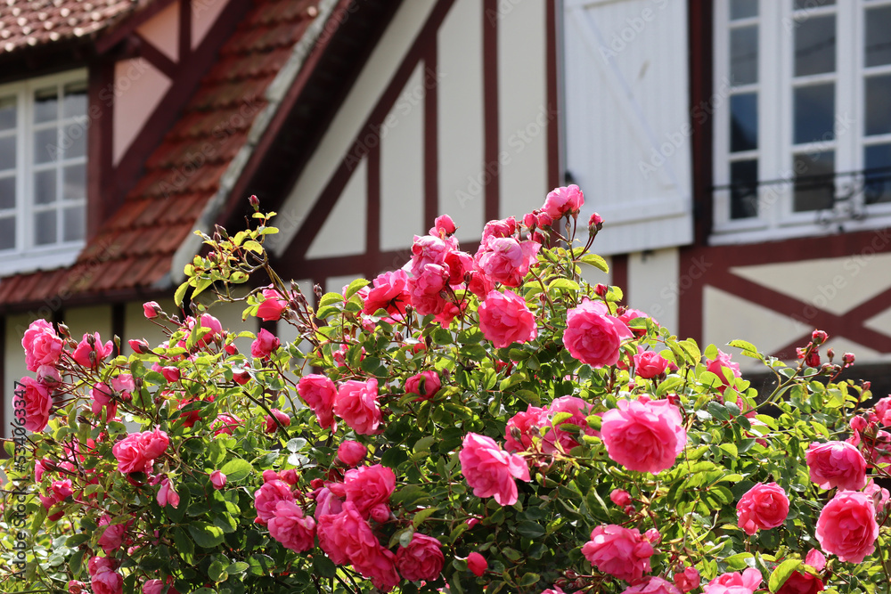 Bush of roses with a typical Norman house in the background