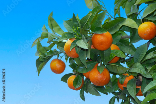 Bitter orange tree (Citrus aurantium) in Athens, Greece ,against blue sky