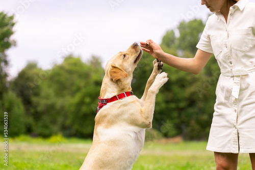 a young girl gives a treat to a labrador dog in the park. dog training concept photo