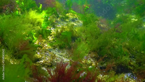 Green and red algae on underwater rocks (Enteromorpha, Ulva, Ceramium, Polisiphonia), Black Sea photo