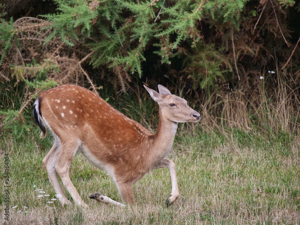 Obraz premium fallow deer