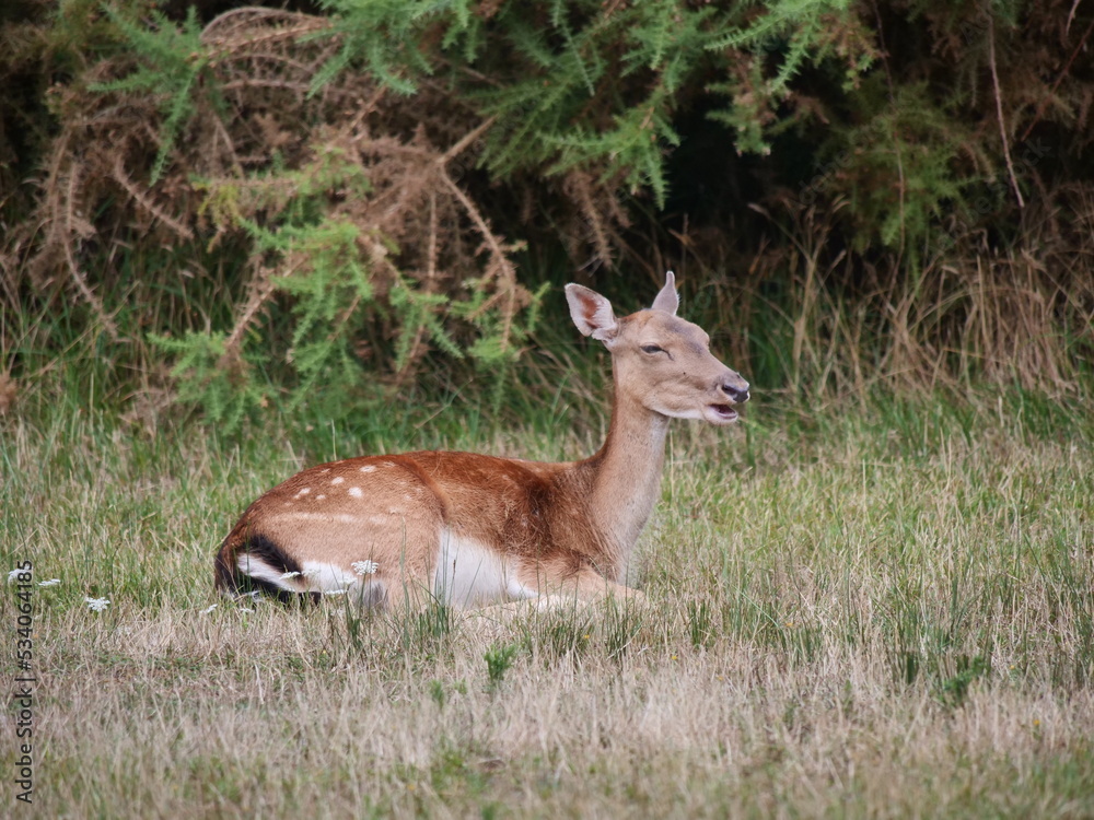 fallow deer fallow deer