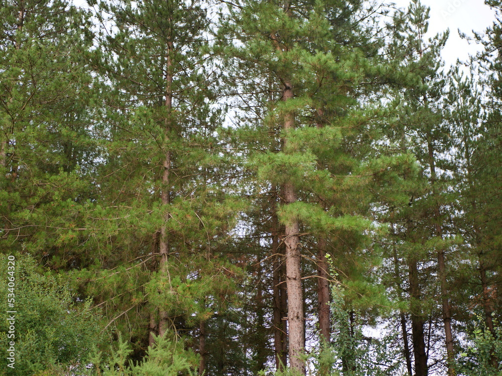 Fototapeta premium forest