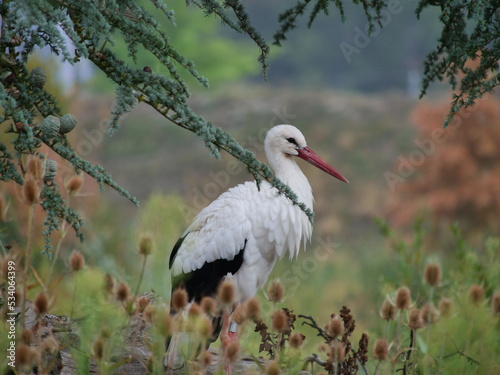 stork