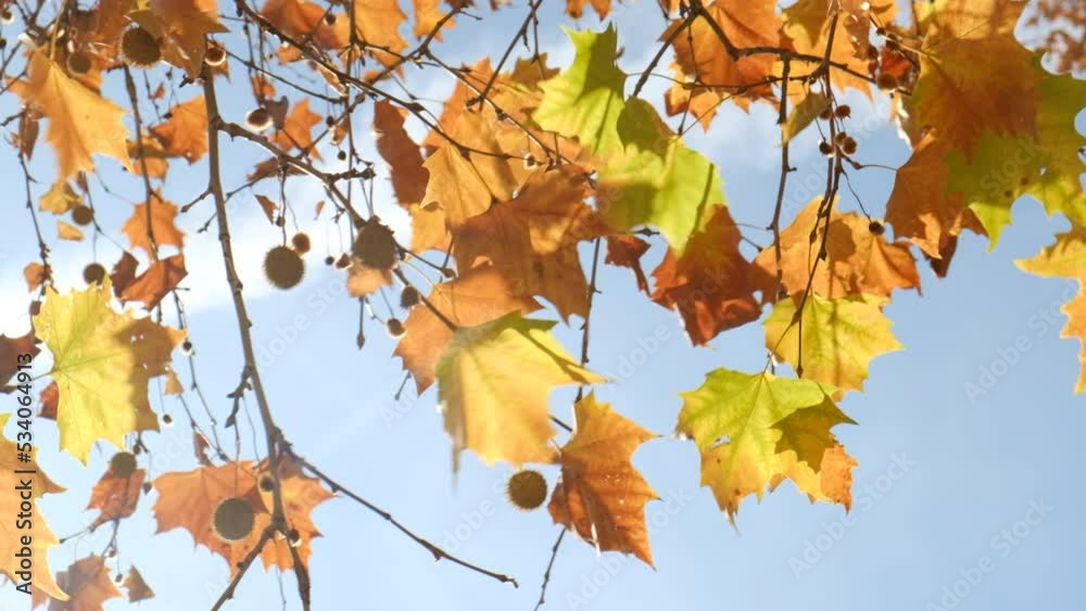 autumn leaves in the sky