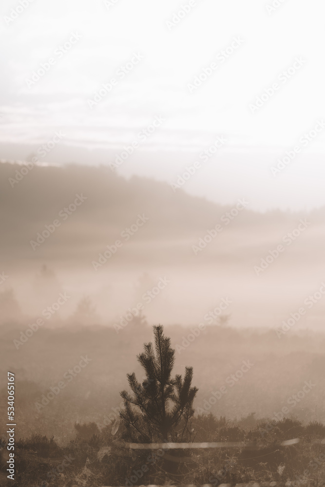 Naklejka premium foggy tree