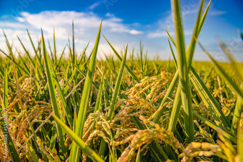 Fototapeta Naklejka Na Ścianę i Meble -  Spikes of rice in the Albufera of Valencia