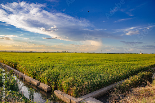 Irrigation ditch in a rice field in the Albufera of Valencia, Spain photo