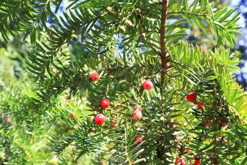 Close up view of Taxus brevifolia Nutt or Short-leaved yew photo