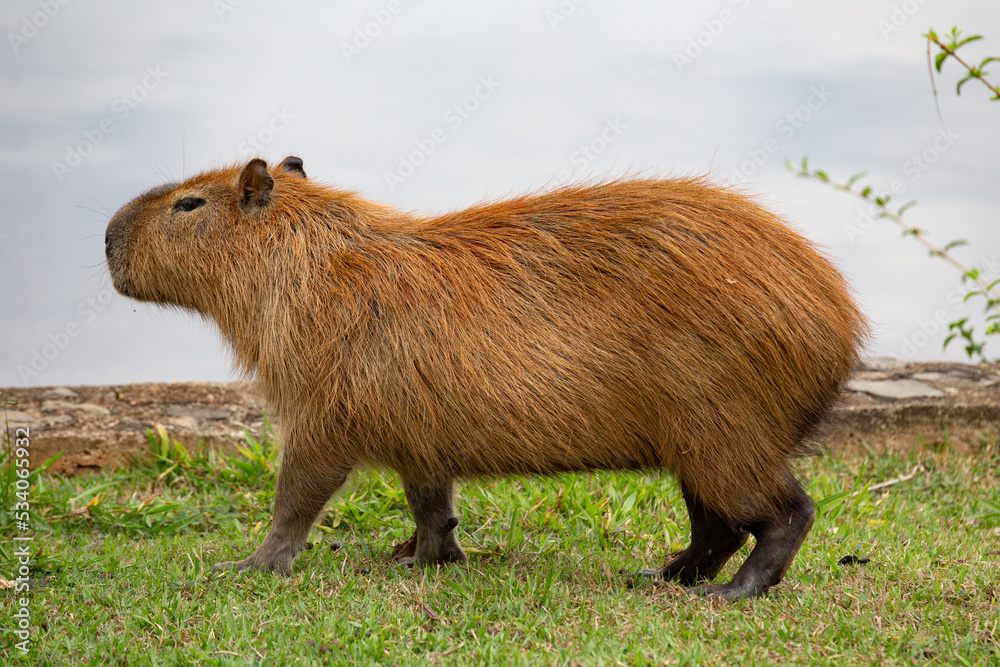 Capybara (Hydrochoerus hydrochaeris) grazing on grass isolated and in selective focus. By side Capybara (Hydrochoerus hydrochaeris) grazing on grass isolated and in selective focus. By side