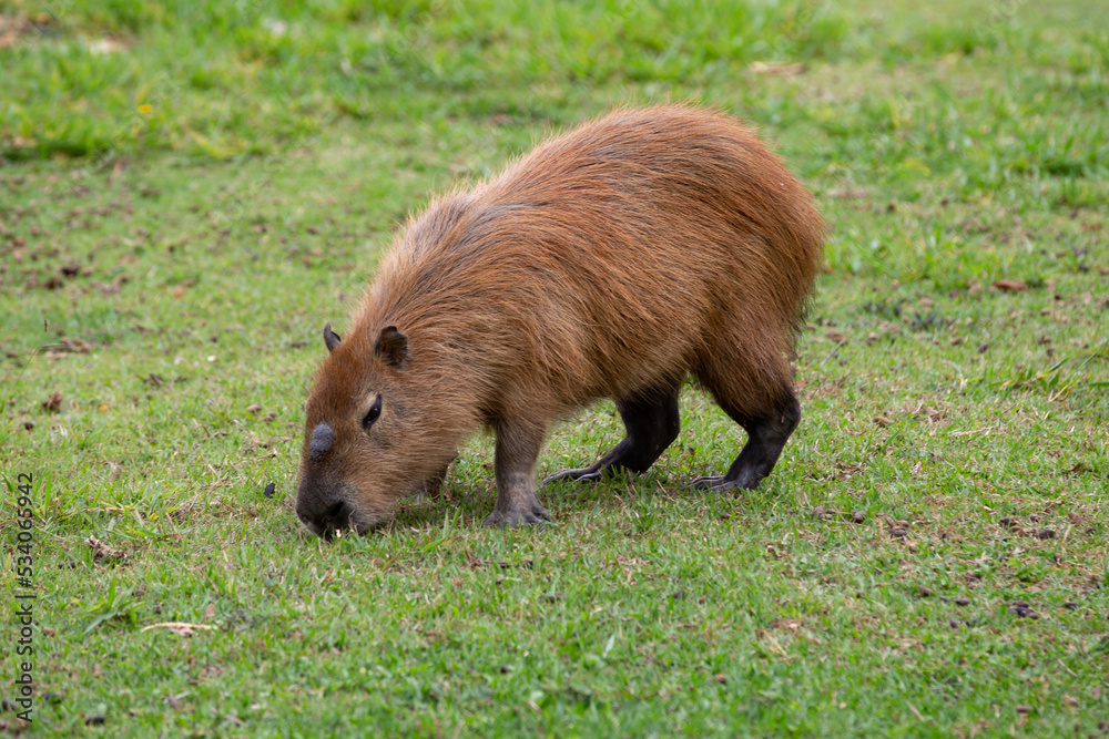 Capybara (Hydrochoerus hydrochaeris) grazing on grass isolated and in selective focus. Big animal