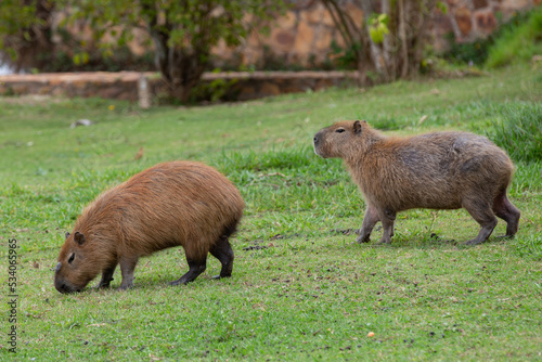 Capybara (Hydrochoerus hydrochaeris) grazing on grass isolated and in selective focus. Brazilian capybaras