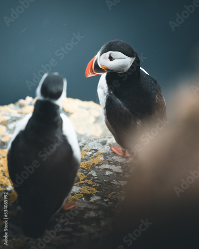 atlantic puffin