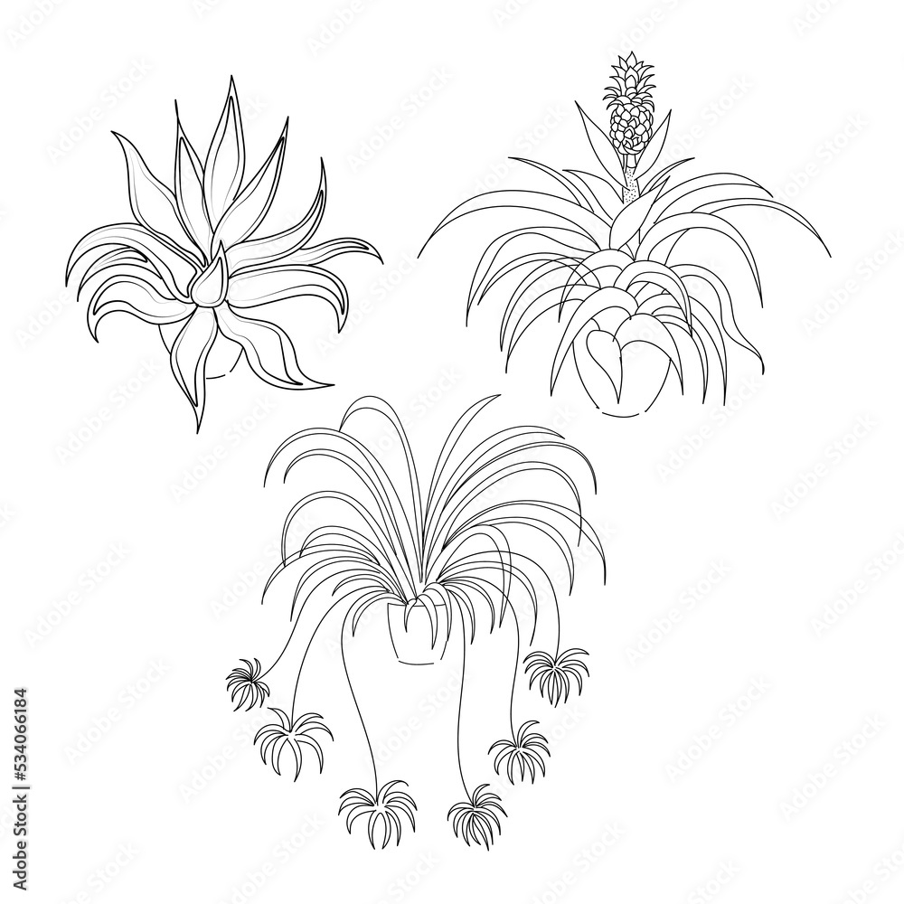 vector illustration linear sketch set house plants one line and contour drawing on the white background