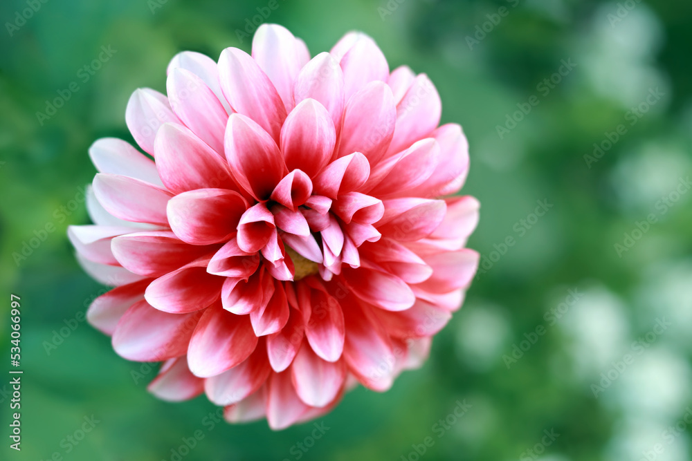 Fresh pink Dahlia flower head on light green defocused background. Dahlia petals closeup. Pink Dahlia blooming. Big autumn flowers. Copy space. Floral abstract background. Chrysanthemum close up