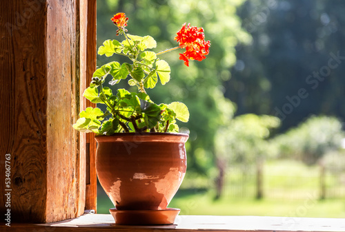 Geranium flowers in ceramic pot on the window of old rural wooden house