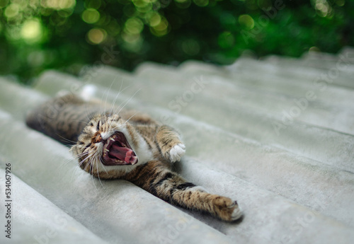 a grey tabby cat lies stretched and yawns on the roof