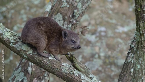 Rock Hyrax - Procavia capensis also dassie, Cape hyrax, rock rabbit or coney, terrestrial mammal native to Africa and Middle East, small cubs or youngsters eat and play on rocks, adult on the ground.
