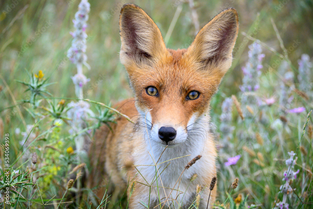 Portrait red fox Vulpes vulpes hiding in the grass. Close up