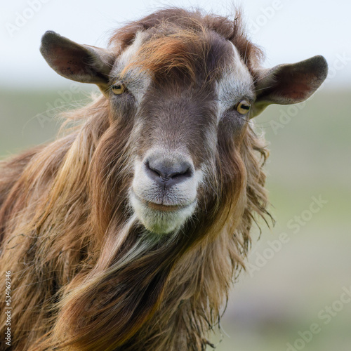 Dairy goat close-up. Portrait goat with big ears on the background of a green meadow countryside