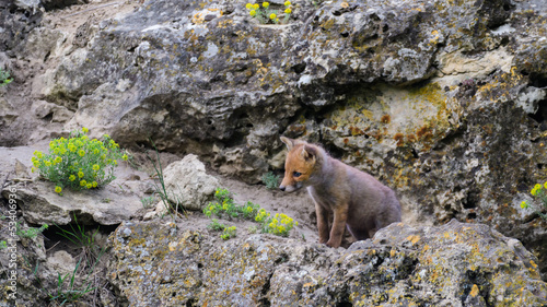 Cute young fox cub near the burrow. Vulpes vulpes